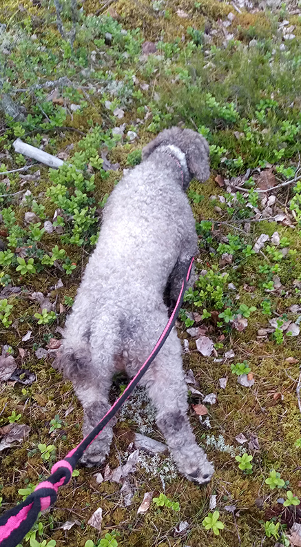 Cara-koira jäljestämässä metsässä