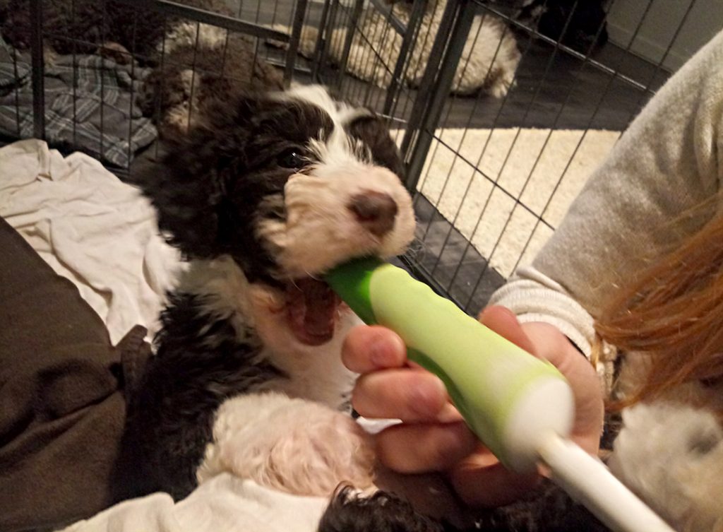 koiranpentu Sahra auttaa veljensä hampaiden pesussa
