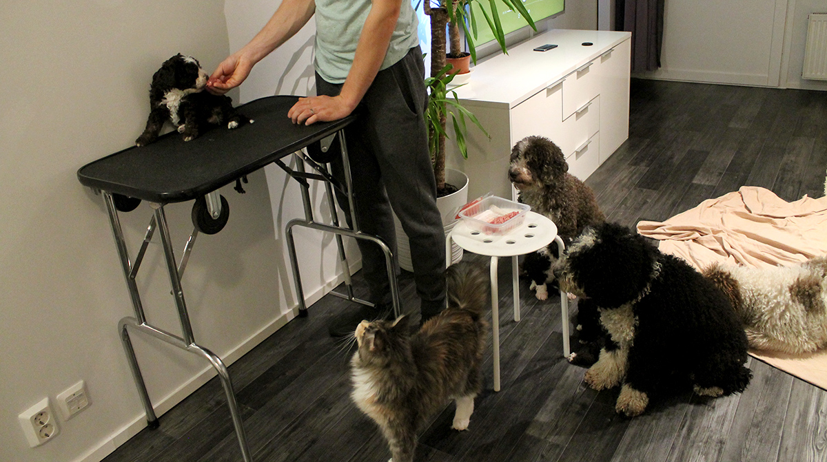 koiranpennun hoito pöydällä olemisen opettelu