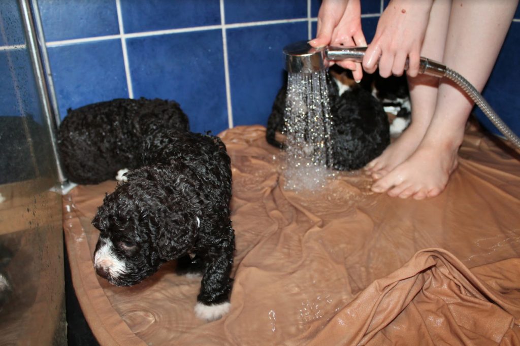 Koiran turkin hoito ja turkin peseminen