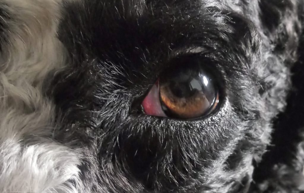 koiran silmätulehdus oireet