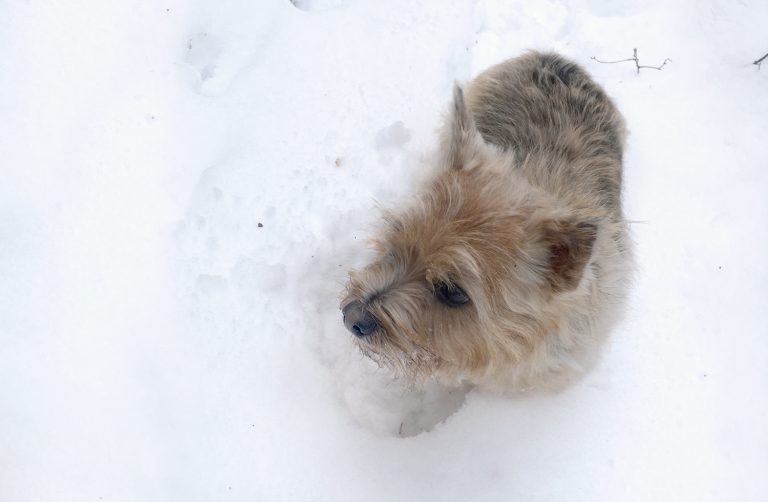 Koiran paleltuma oireet ja hoito TassuApu