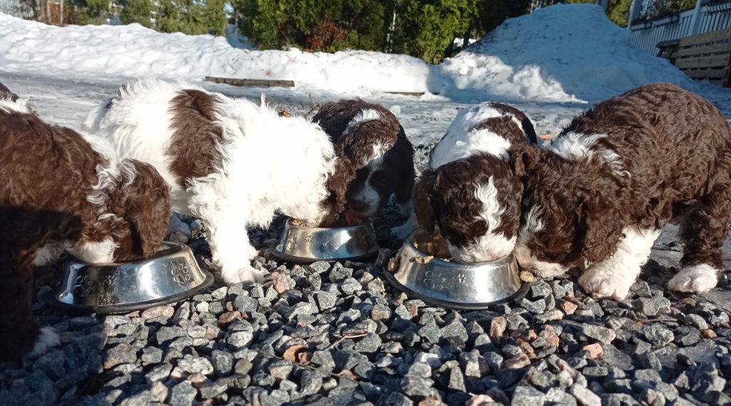 Viisi pentua syö alkukeväästä ulkona koiranpennun kuivaruokaa ruokakupeista.