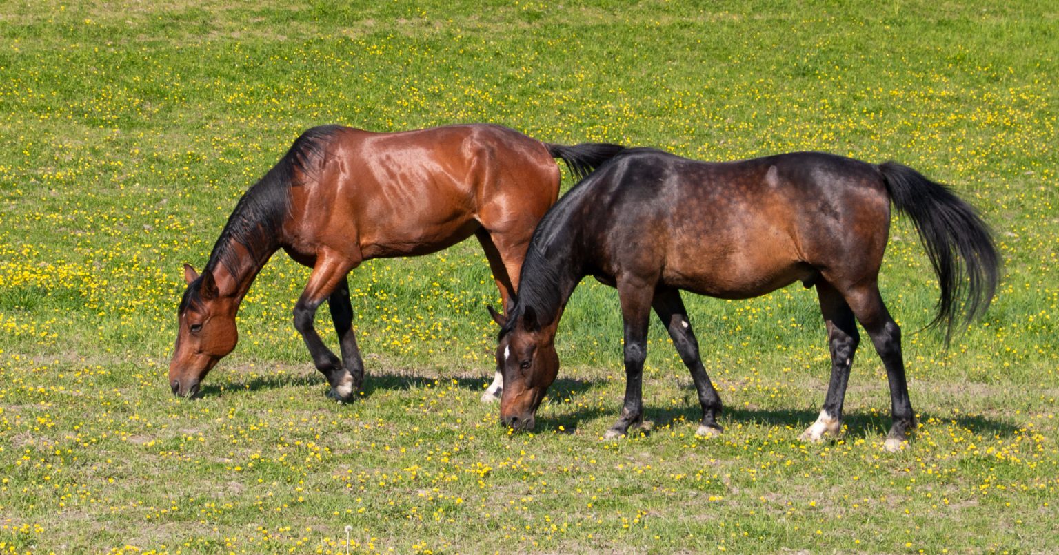 Hevosen ähky syyt, oireet ja hoito TassuApu