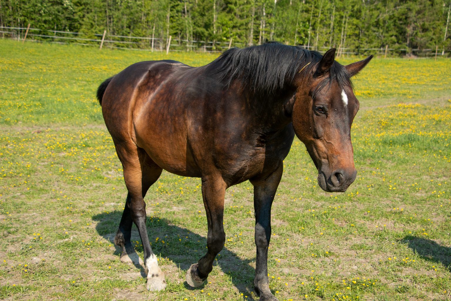 Hevosen ähky syyt, oireet ja hoito TassuApu