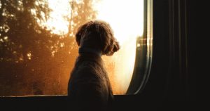 Koiran kanssa junassa matkustaminen