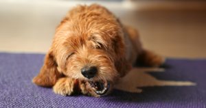 DogRisk-seminaari 2023: miten ravinto vaikuttaa koiran terveyteen